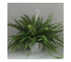 Nephrolepis Exaltata Green Lady, pot 17, h 40 cm