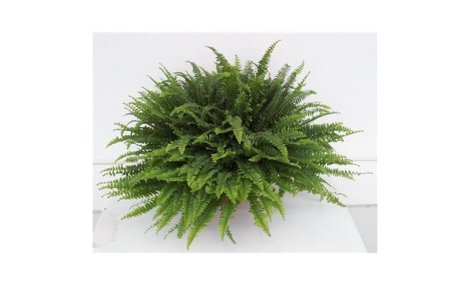 Nephrolepis Green Lady ASP pot 19 cm, h 40 cm