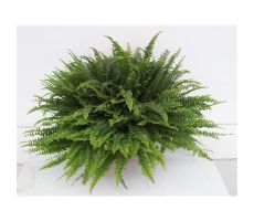 Nephrolepis Green Lady ASP pot 19 cm, h 40 cm