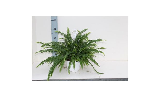 Nephrolepis Sonata, hangpot 19 cm, h 20 cm