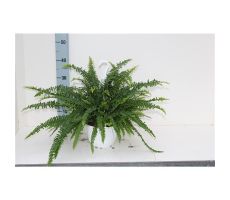 Nephrolepis Sonata, hangpot 19 cm, h 20 cm