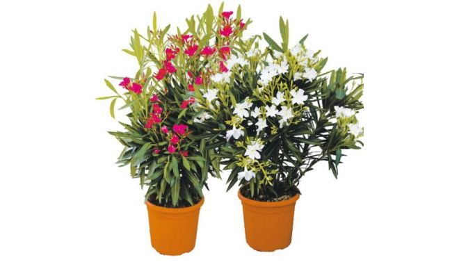 Nerium Oleander Mix kleuren, pot 22 cm, h 70 cm - afbeelding 1