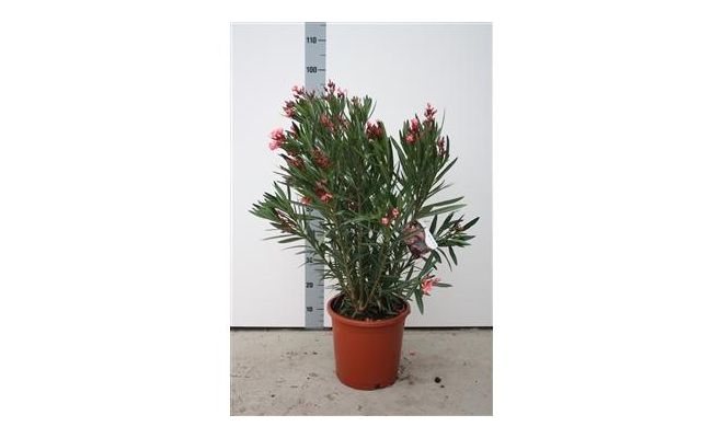 Nerium Oleander Mix p30 h120 cm