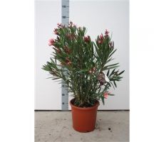 Nerium Oleander Mix p30 h120 cm