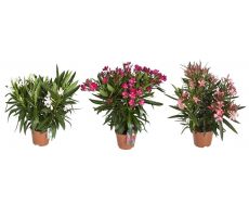 Nerium Oleander Mix, pot 29 cm, h 110 cm - afbeelding 2