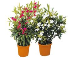 Nerium Oleander Mix, pot 29 cm, h 110 cm - afbeelding 1