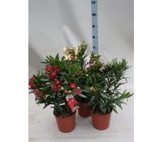 Nerium Oleander Mix, pot 29 cm, h 110 cm - afbeelding 3