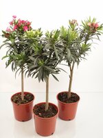 Nerium oleander Mix, stam h 100 cm, pot 29 cm