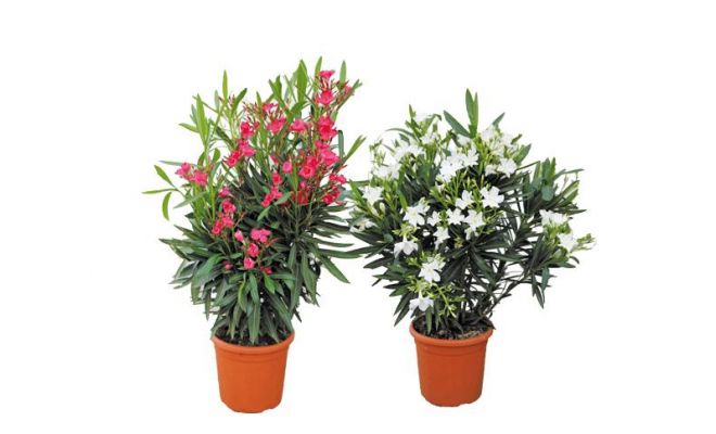 Nerium Oleander, p20 h70 cm, keuze uit 1 stuks kleur