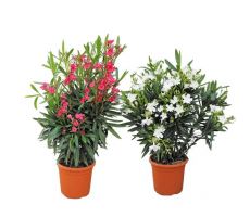 Nerium Oleander, p20 h70 cm, keuze uit 1 stuks kleur