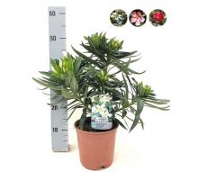 Nerium oleander, pot 17 cm, h 40 cm (meerdere kleuren)