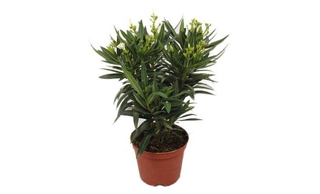 Nerium oleander, pot 19 cm, h 70 cm (meerdere kleuren) - afbeelding 1
