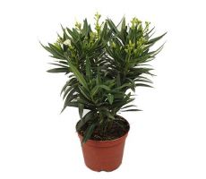 Nerium oleander, pot 19 cm, h 70 cm (meerdere kleuren) - afbeelding 1