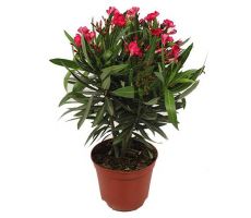 Nerium oleander, pot 19 cm, h 70 cm (meerdere kleuren) - afbeelding 2