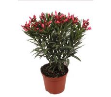 Nerium oleander, pot 19 cm, h 70 cm (meerdere kleuren) - afbeelding 3