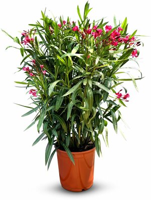 nerium oleander struik tricolor, pot 26 cm, h 70 cm