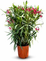 nerium oleander struik tricolor, pot 26 cm, h 70 cm
