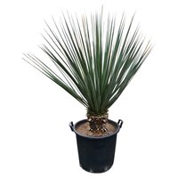 Nolina nelsonii, pot 30, h 50 cm