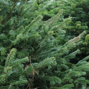 Levende kerstbomen