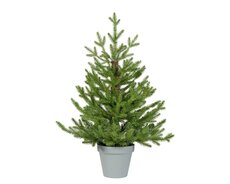 Norway mini boom, D 53 cm, H 75 cm - afbeelding 2