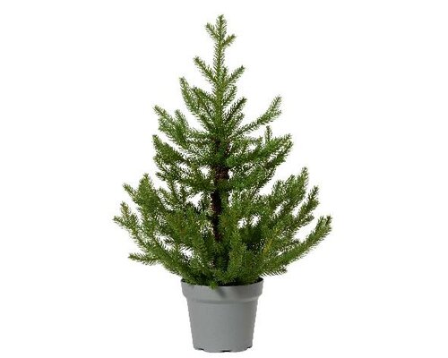 Norway mini boom, D 53 cm, H 75 cm - afbeelding 1