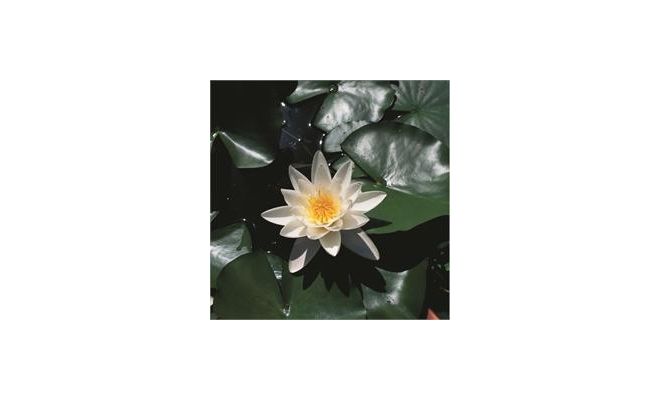 Nymphaea 'Alba' (3L) - afbeelding 1