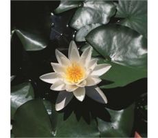 Nymphaea 'Alba' (3L) - afbeelding 1