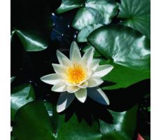 Nymphaea 'Alba' (3L) - afbeelding 2