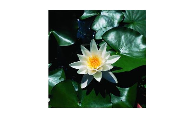 Nymphaea 'Alba' P11 - afbeelding 1