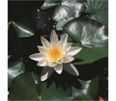 Nymphaea 'Alba' P11 - afbeelding 2