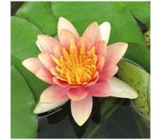 Nymphaea 'Aurora' (3L)