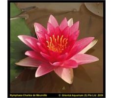 Nymphaea Charles de Meurville' (3L) - afbeelding 1