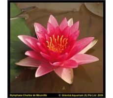 Nymphaea Charles de Meurville' (3L) - afbeelding 1