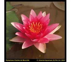 Nymphaea Charles de Meurville' (3L) - afbeelding 2