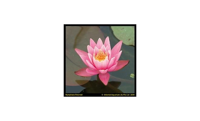 Nymphaea 'Firecrest'  (3L) - afbeelding 1