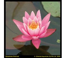 Nymphaea 'Firecrest'  (3L) - afbeelding 2