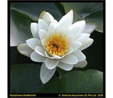 Nymphaea 'Gladstoniana' (3L)