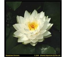 Nymphaea 'Gonnere' (3L)