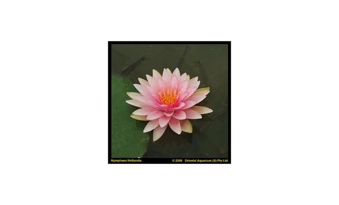 Nymphaea 'M'd Wilfron Gonnere' (3L)