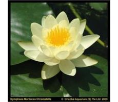 Nymphaea 'Marliacea Chormat.' P11