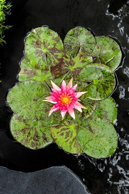 Nymphaea Red Spider