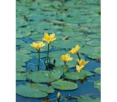 Nymphoides peltata P11 - afbeelding 2