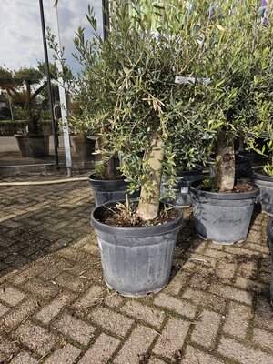 olea europaea 120 cm, stam 40 cm, p 45 cm