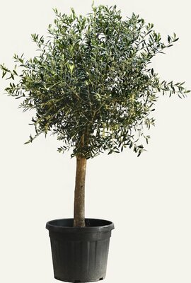 olea europaea 160 cm, stam 90 cm, p 40 cm