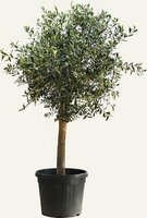 olea europaea 160 cm, stam 90 cm, p 40 cm