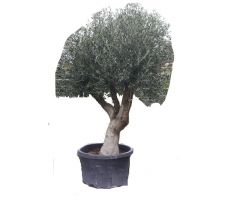 Olijfboom,olea europaea, 40/50, stam 160, olijf