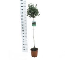Olijfboom,Olea europaea, pot 24, h 150 cm stam, olijf
