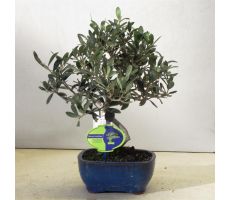 Olijfboom,Olea europaea, schaal 21 cm., h 40 cm, olijf
