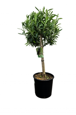 olea europea minicopa, stam, h 120 cm, p 28 cm - afbeelding 1