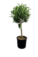 olea europea minicopa, stam, h 120 cm, p 28 cm - afbeelding 1